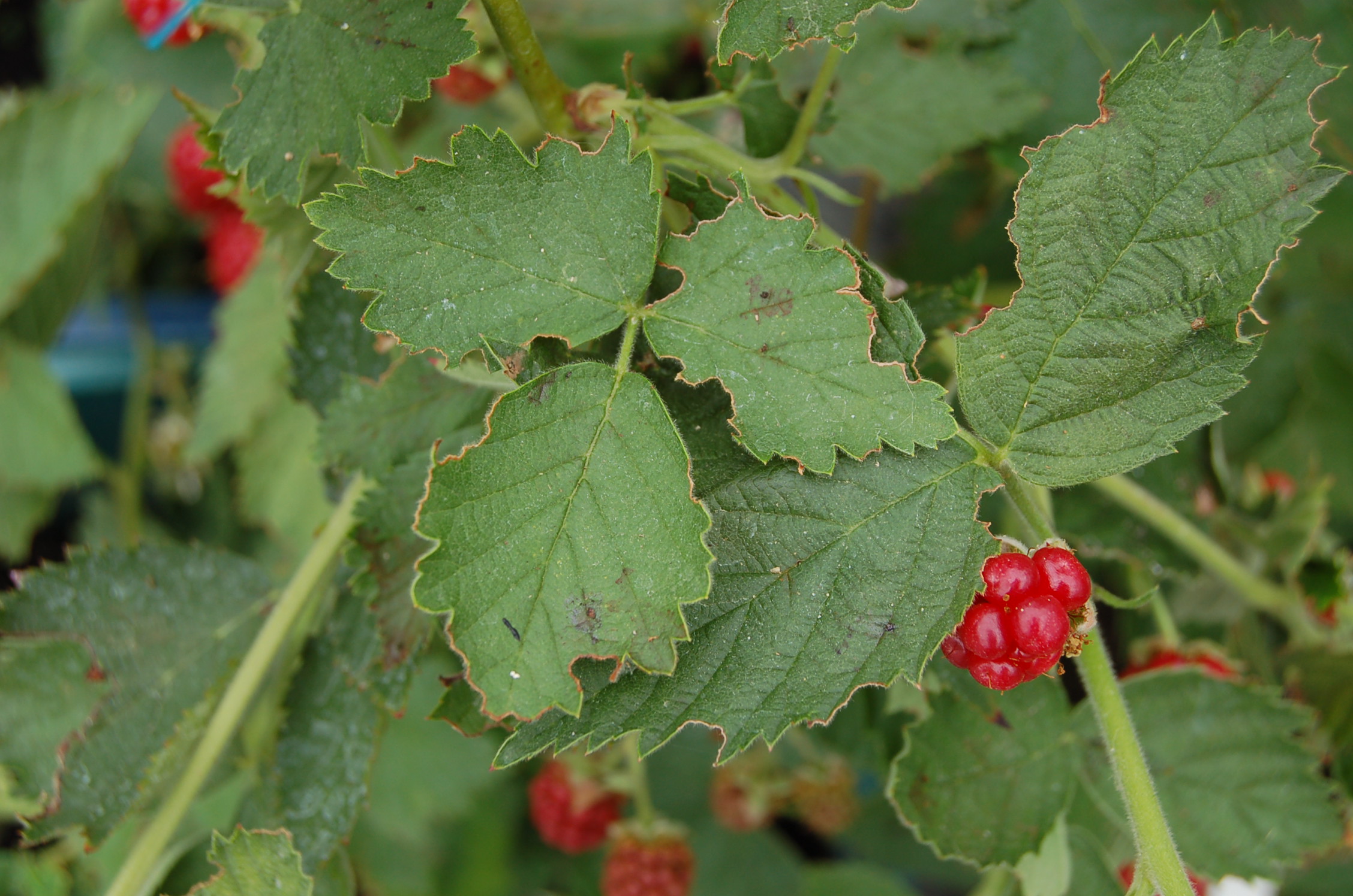 Vine weevil damage to blackberry